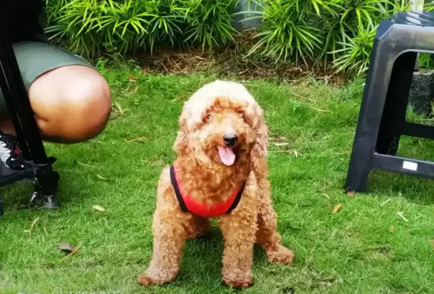 Pejantan Red Toy Poodle untuk kawin