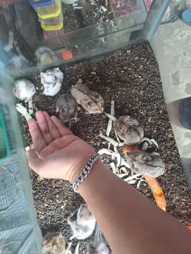 Hamster diDepok, sawangan