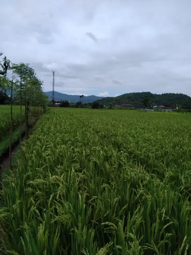 LELANG TANAH MURAH 38,5 are   DEKAT KANTOR BUPATI  GERUNG