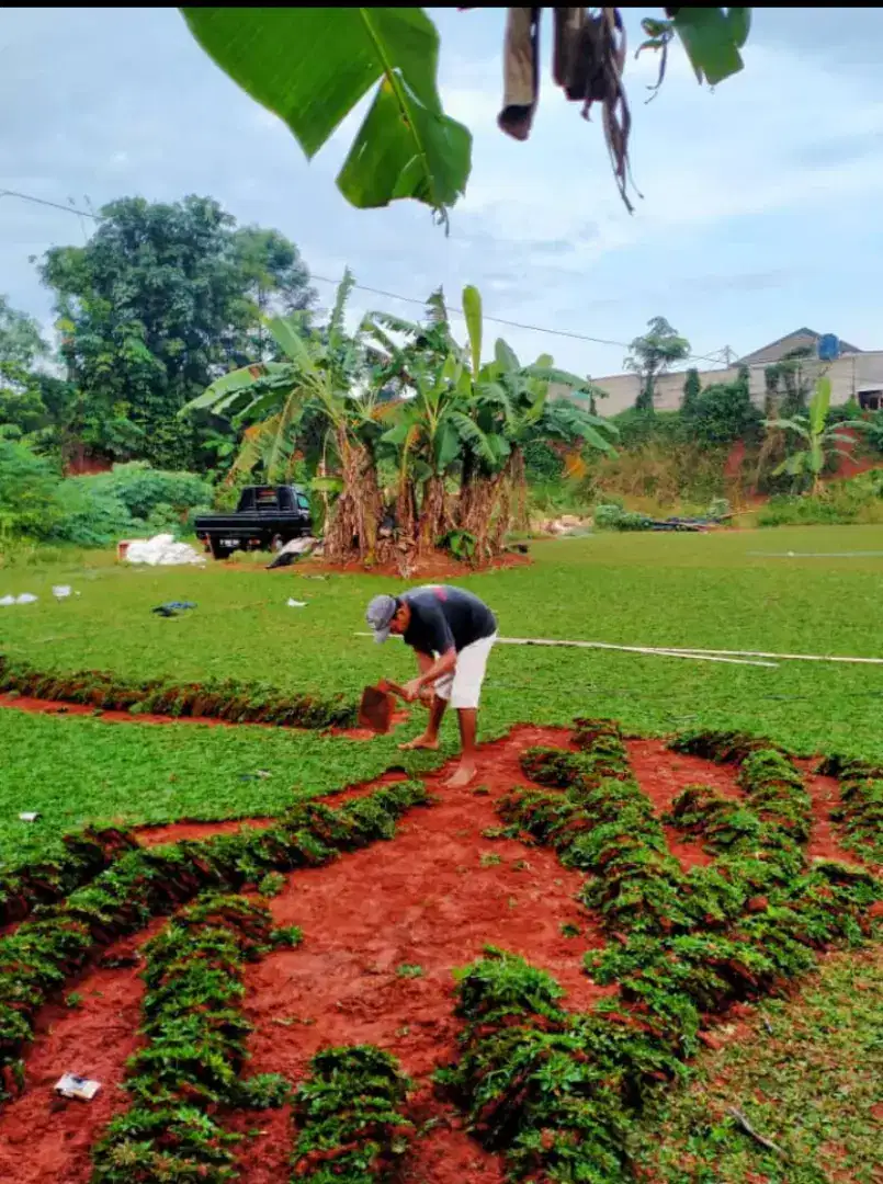 Jual rumput gajah mini