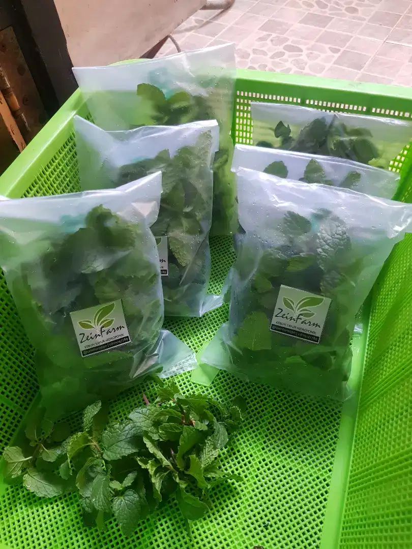 Daun Mint segar untuk minuman