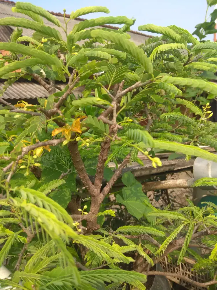 Pohon Bonsai asem jawa sering berbuah