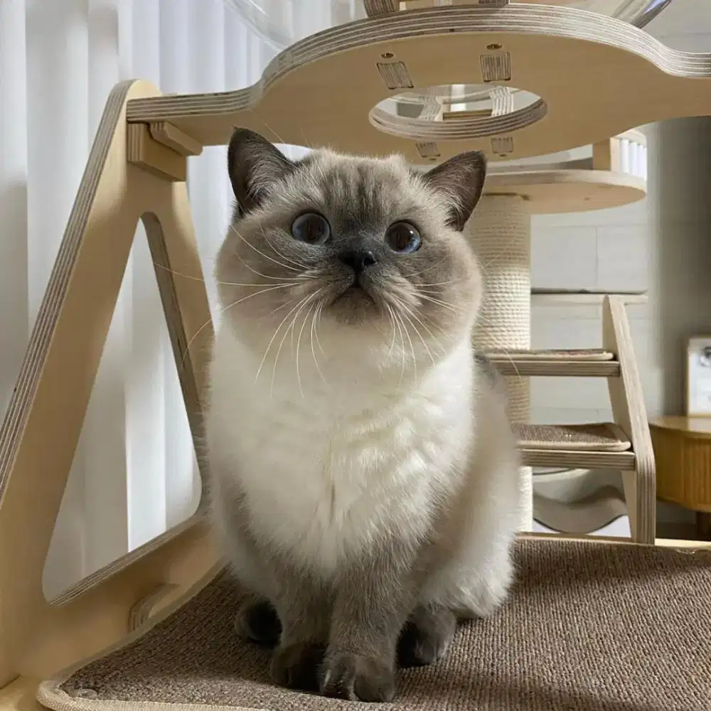 vaksin kucing di kenjeran