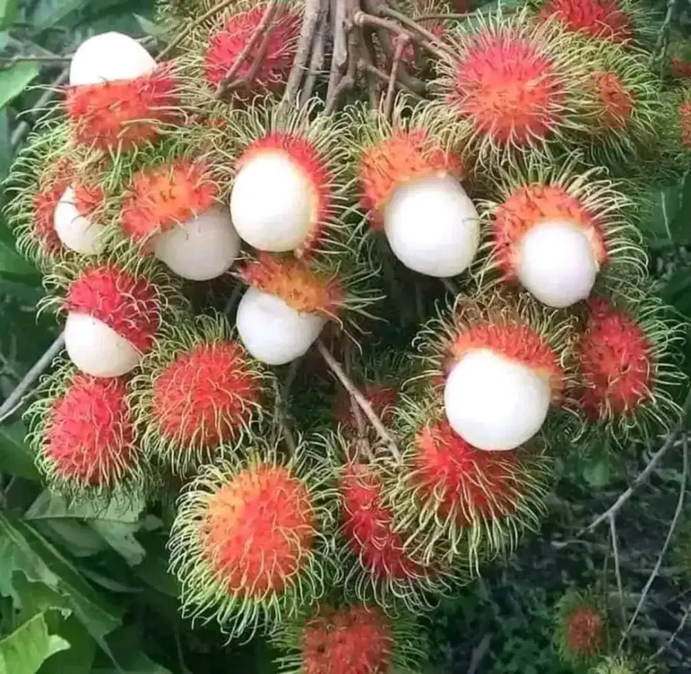 Bibit rambutan rapiah rambutan binjai okulasi lokasi bandar Lampung