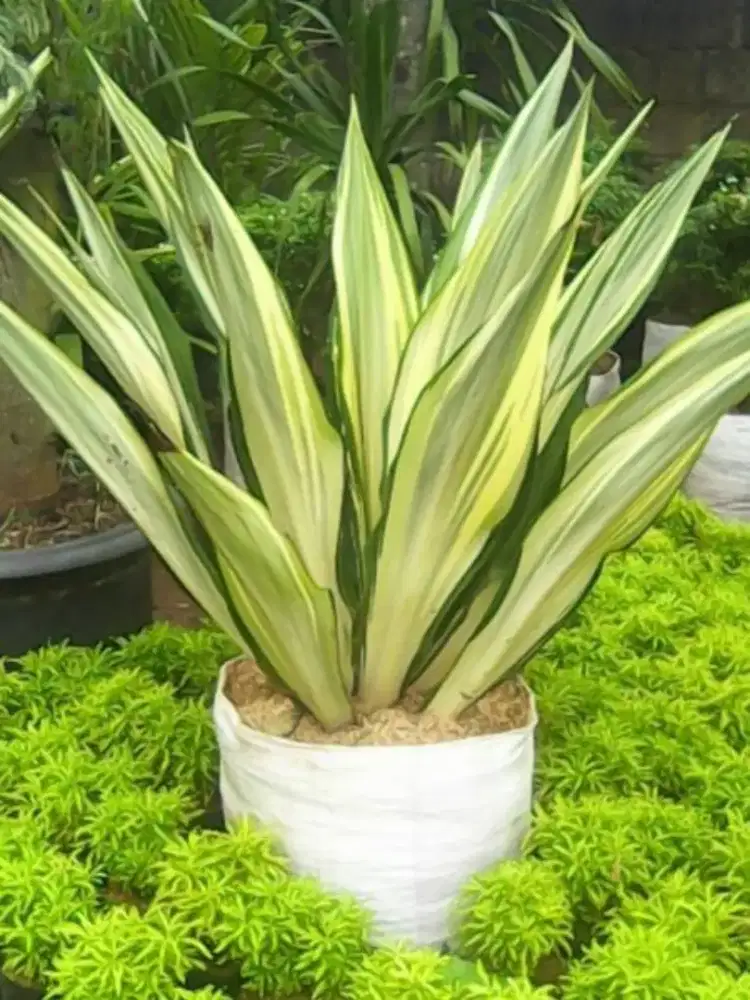 Pohon agave putih (COD)