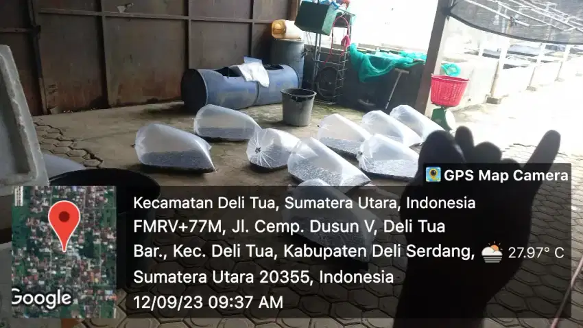 Bibit Lele Unggul dan Rupawan