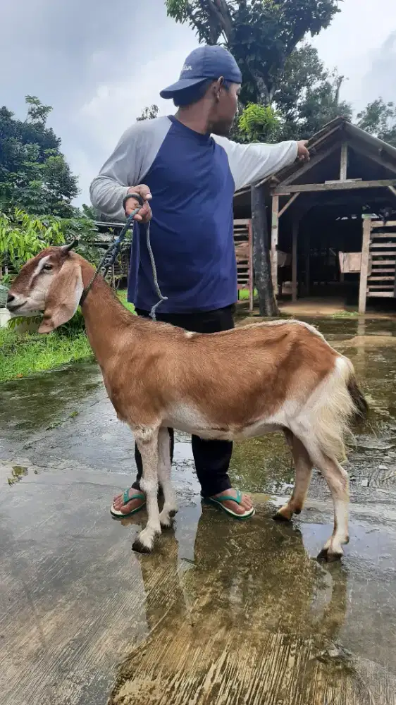 Kambing Super Premium / Kambing PE / Kambing Aqiqah / Kambing Murah