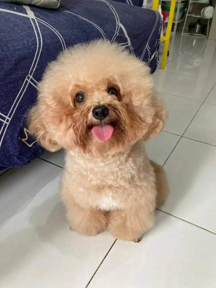Red toy tiny poodle (stambum surat dan tattoo)