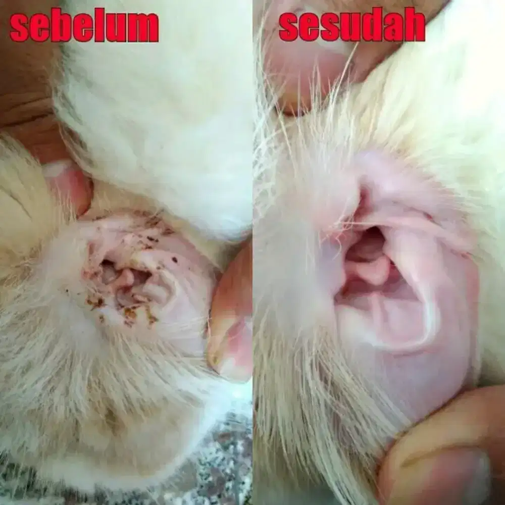 JURAGAN PETS GROOMING PANGGILAN TERMURAH/CIBUBUR&DEPOK