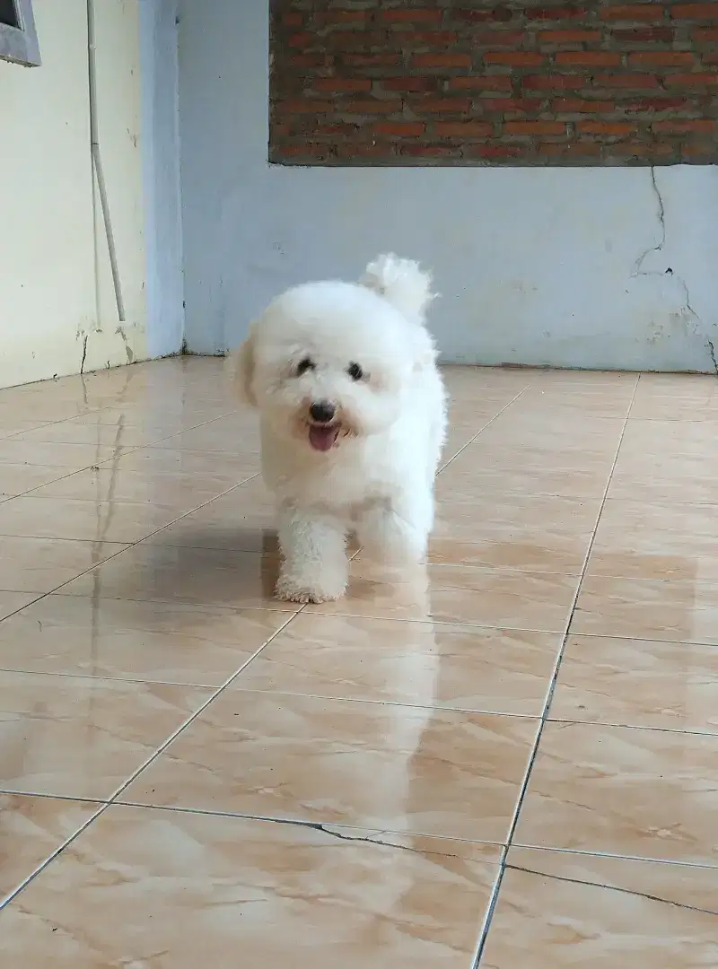 Pejantan bichon frise cakep