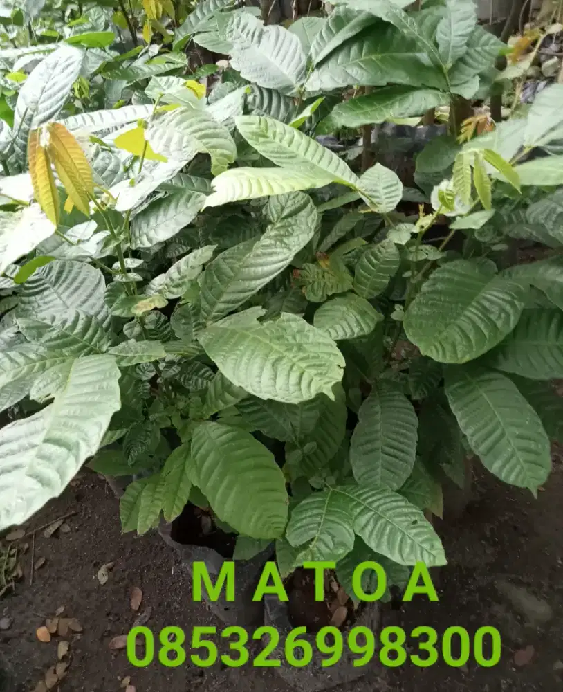 Bibit pohon MATOA
