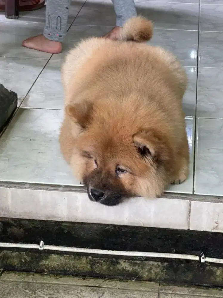 GROOMING PET SERVICE