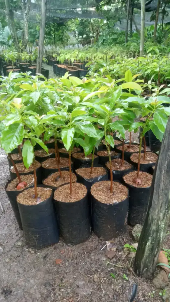 Jual bibit alpukat alpokat skala besar partai besar Lampung siap antar