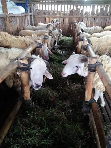 Kambing Aiqah Murah Jogja