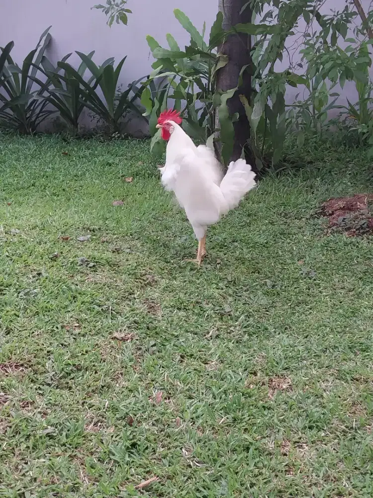 AYAM JANTAN PUTIH SUDAH BELAJAR BERKOKOK JAGO