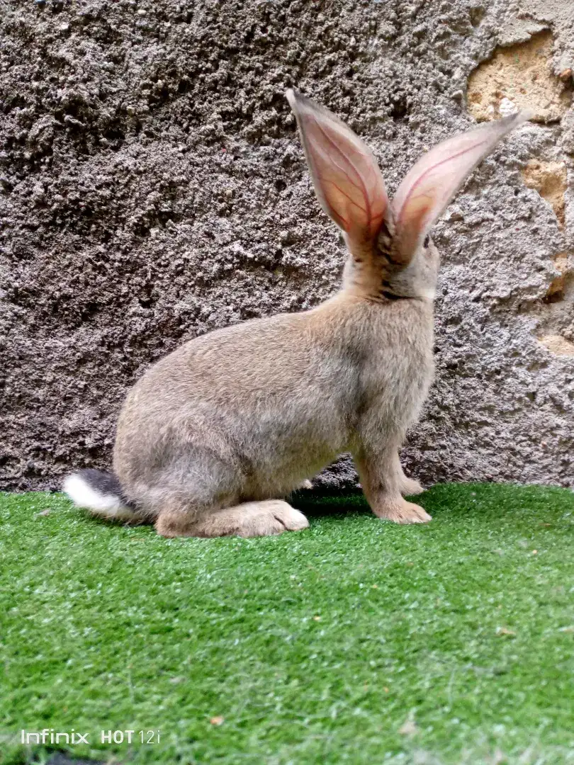 Kelinci Flemish Giant anakan