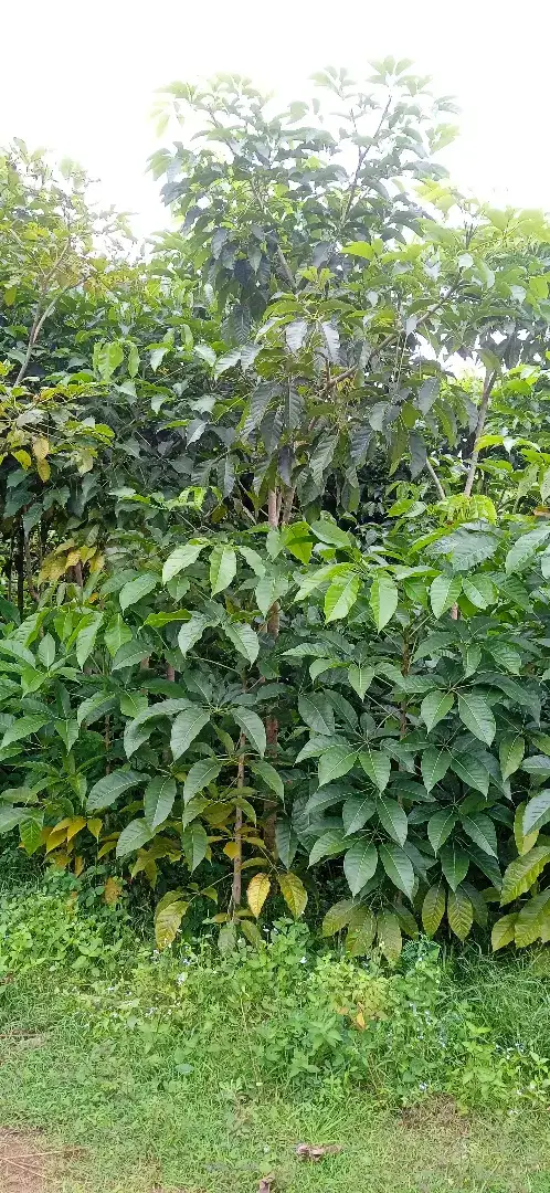 JUAL POHON TABEBUYA ROSEA/SAKURA INDONESIA