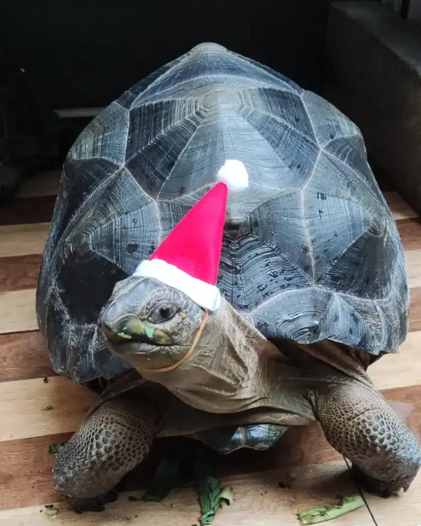 Tortoise Aldabra kura darat jenis aldabra