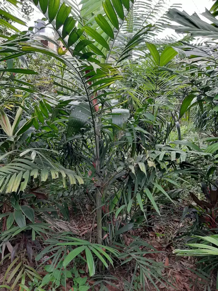 Jual Pohon Palm Jepang