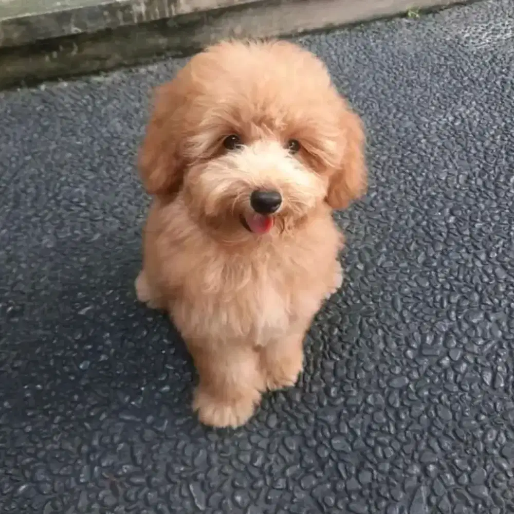 Stayling grooming panggilan cat&dog depok