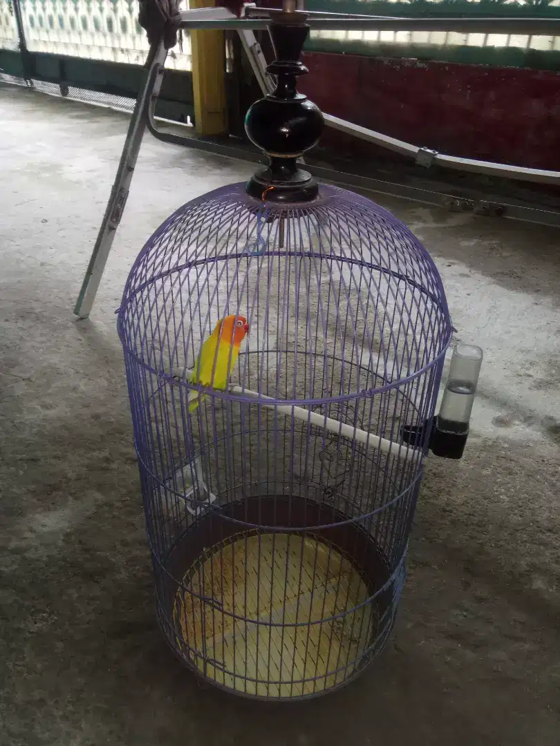 Dijual burung lovebirds betina, ngekek, sehat plus kandang