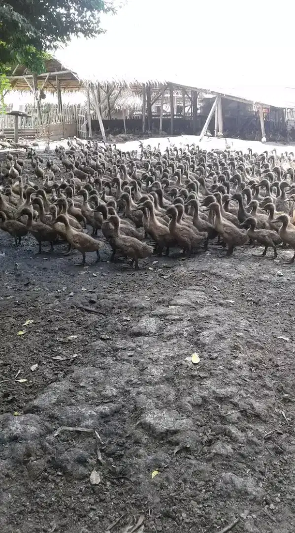 Bebek air jantan  siap potong atau utk dikawinkan jg bisa