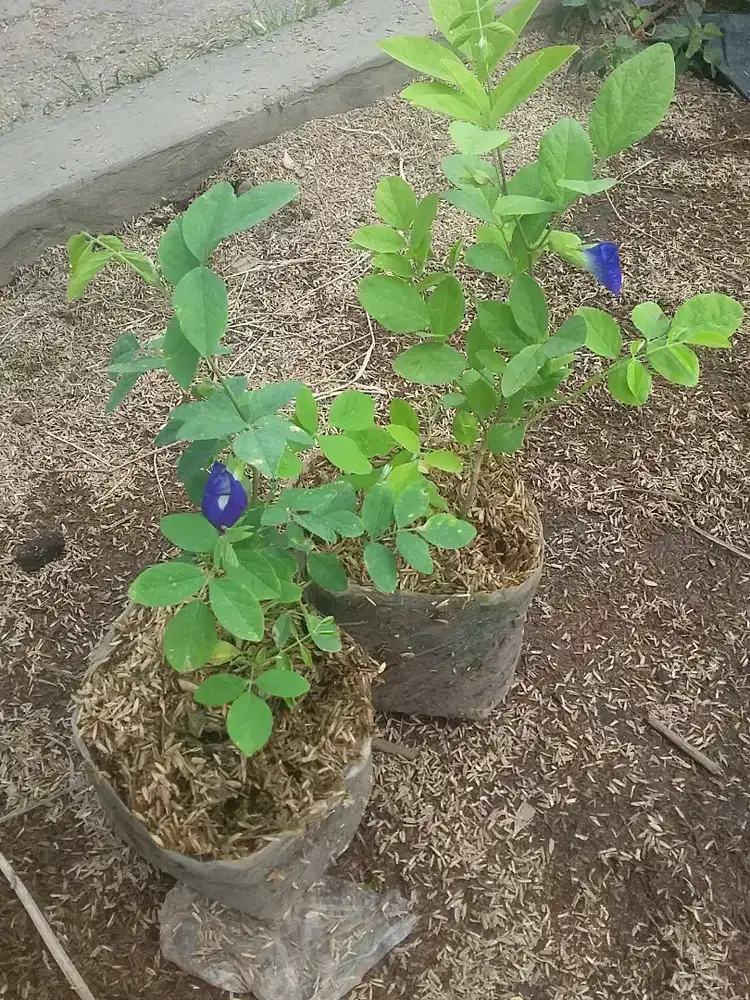 Grosir aneka tanaman herbal harga murah