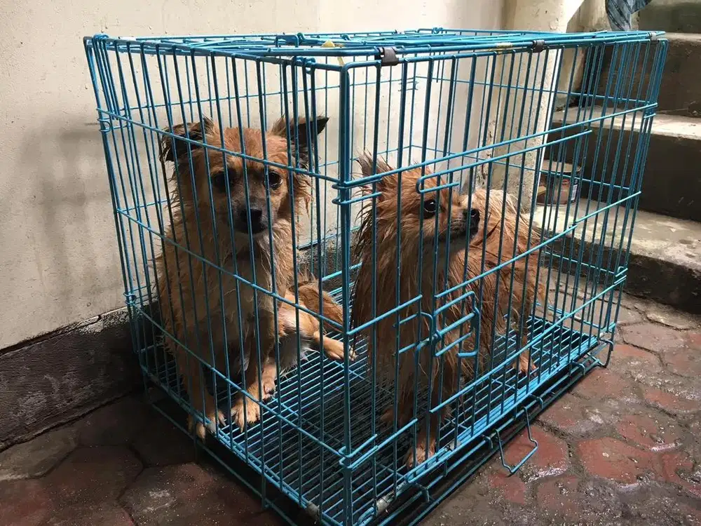 Penitipan hewan boarding diawasi dokter hewan di Jimbaran Nusa dua