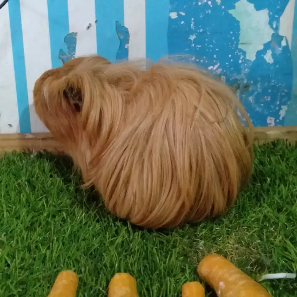 Marmut hias berbagai jenis