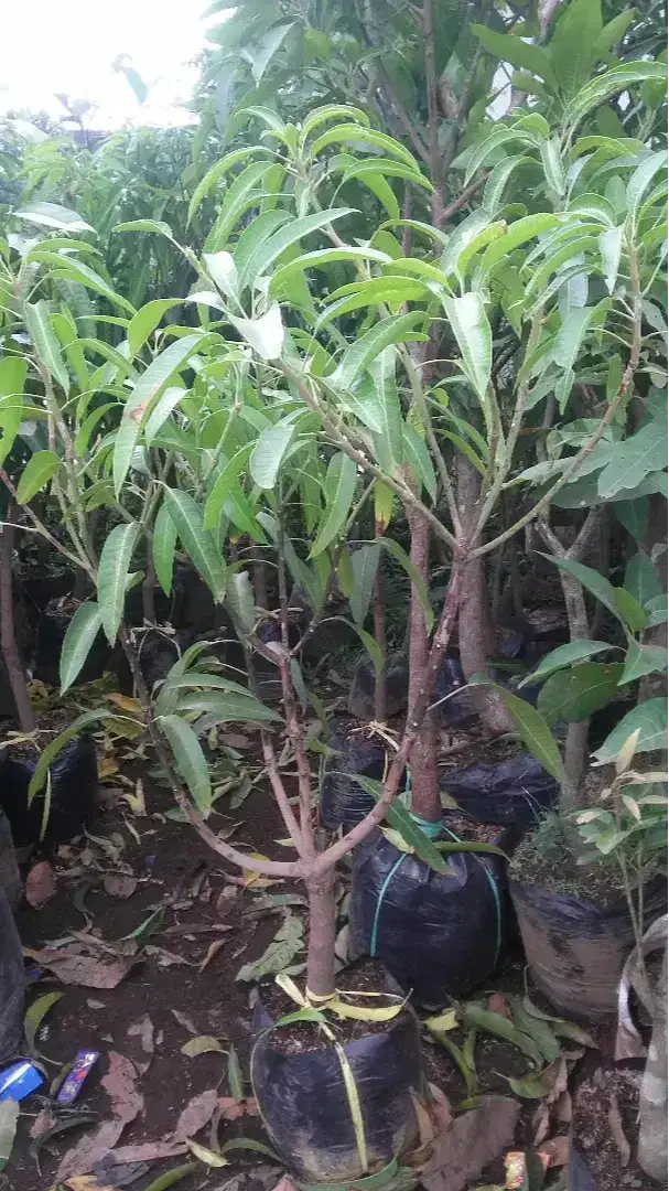 Grosir aneka bibit mangga berkualitas siap berbuah harga grosir