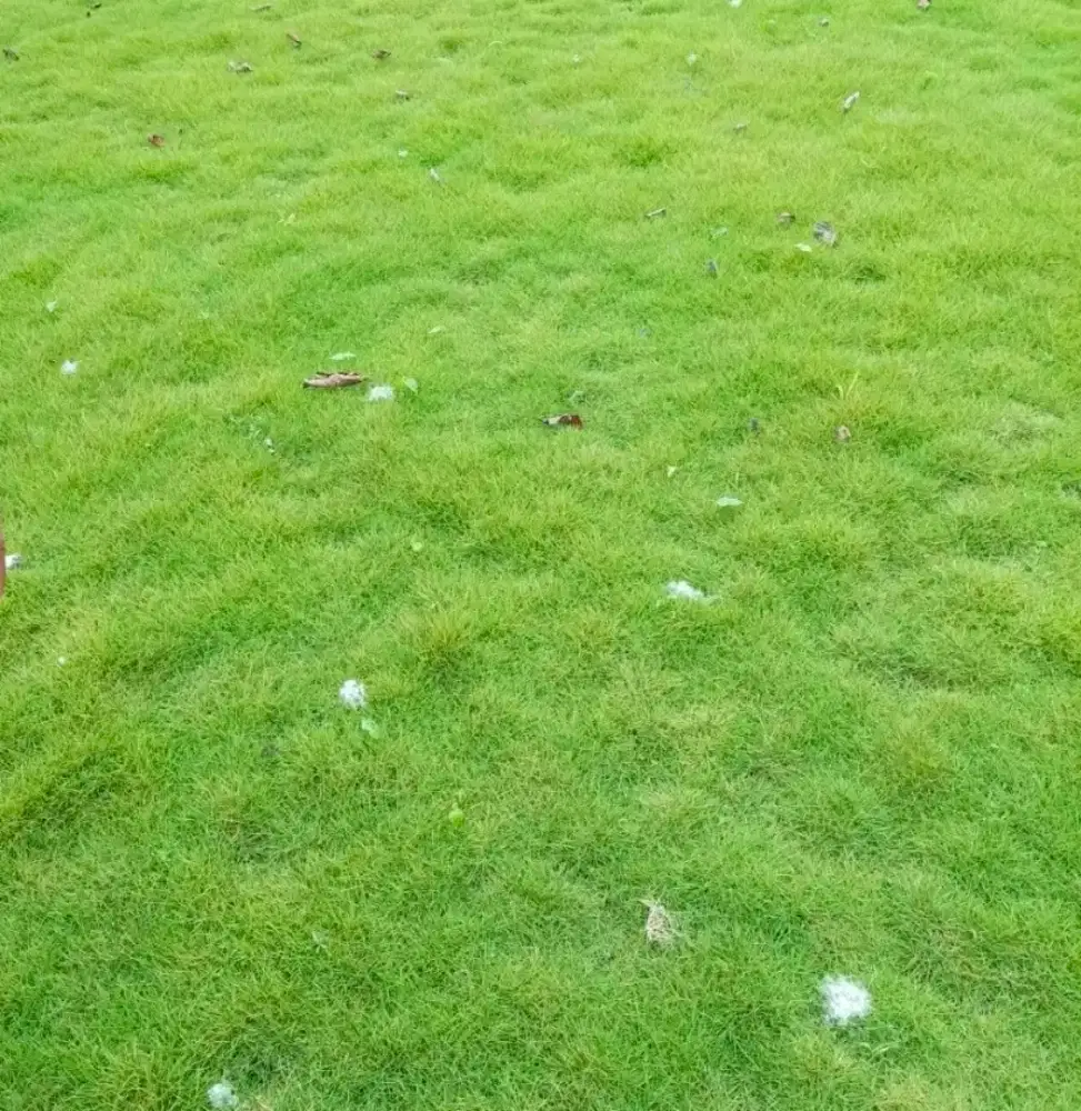 Jual Rumput swiss permeter harga Rp 30 rb