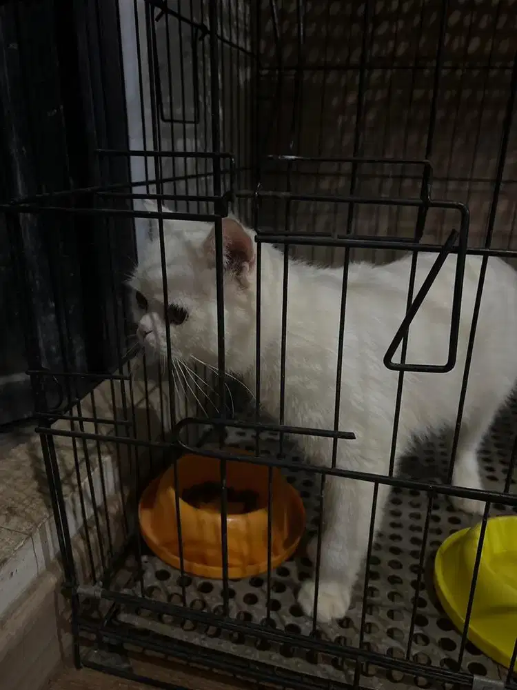 Kucing BSH jantan putih jago kawin