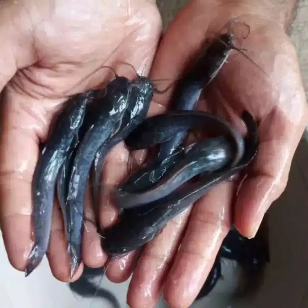 Bibit Lele Uk 9-10cm (1000ekor)