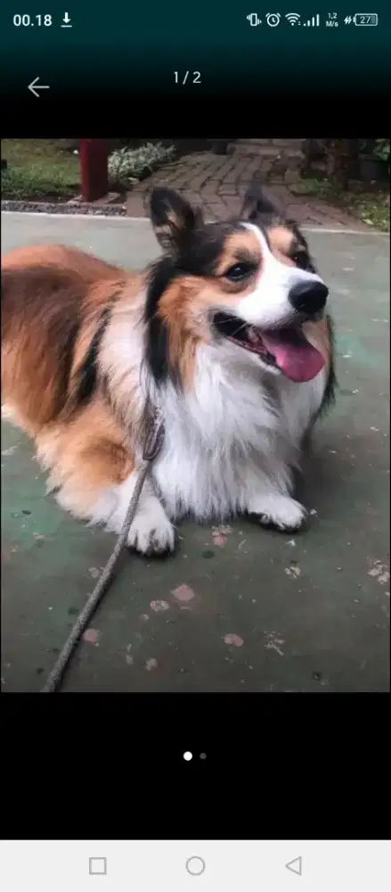 Groming untuk kucing&dogy pangilan