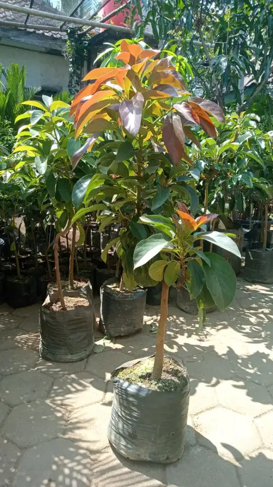 Alpukat aligator,Miki,mentega,red vietnam