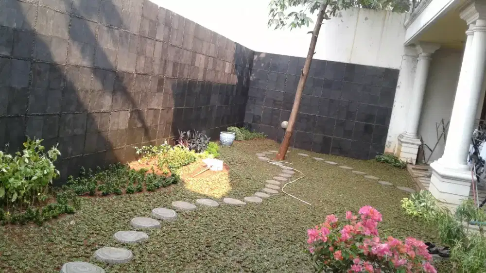 taman rumput gajah mini