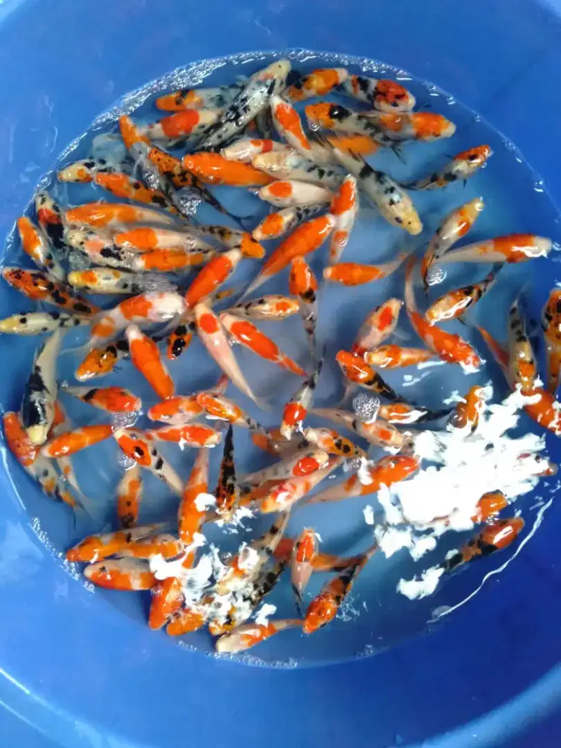 Bibit ikan koi warna