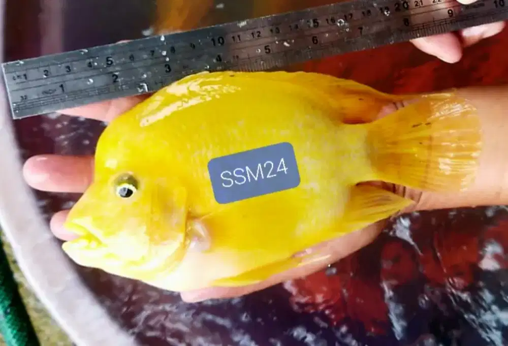 Terlaris Ikan Yellow Perot Jumbo 20-25CM Bisa Kirim Indonesia