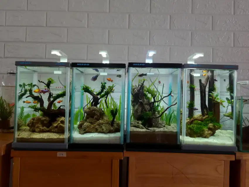 Aquascape mini aquarium