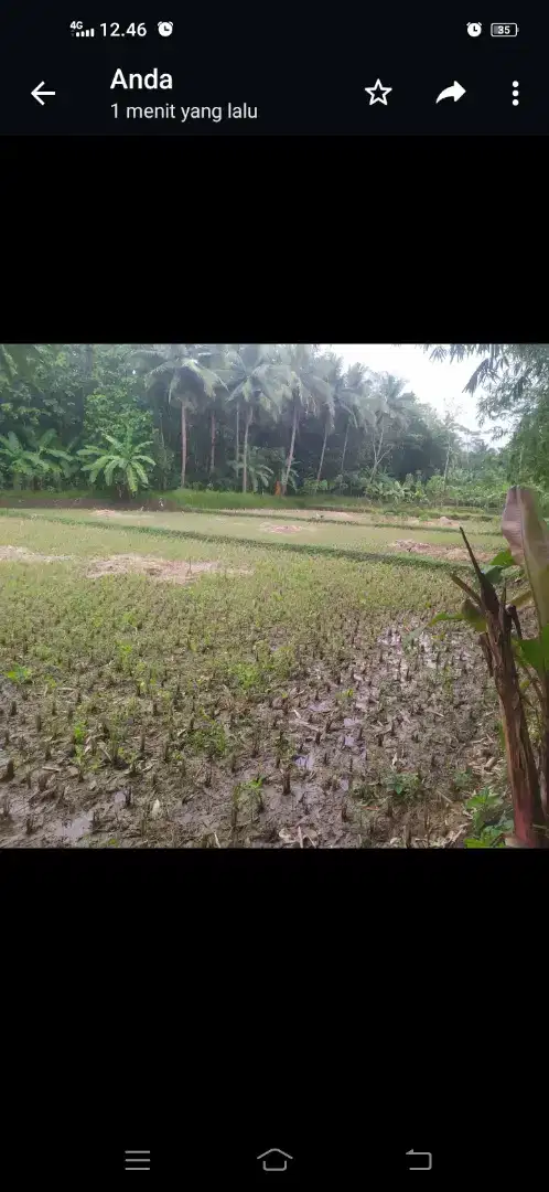 SAWAH di JUAL CEPAT HARGA DIBAWAH STANDAR