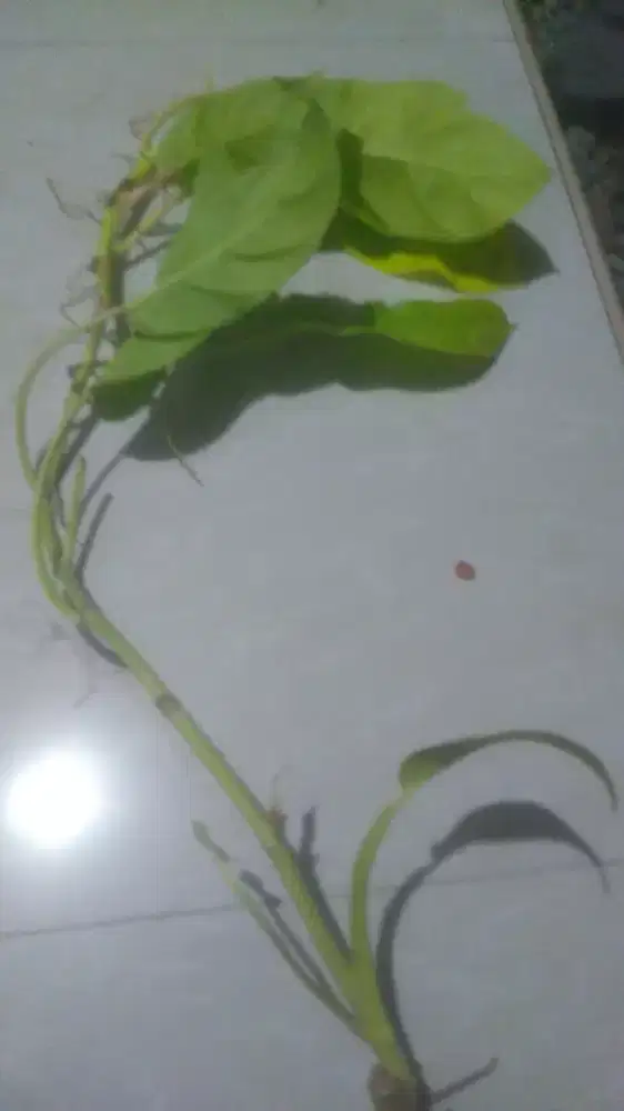 Tanaman hias filodendron philodendron pilodendron lime lemon