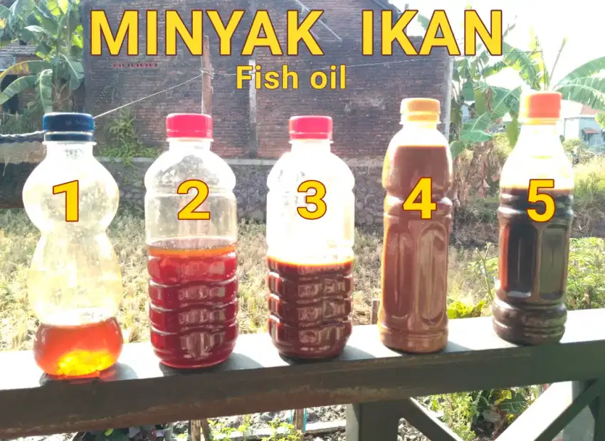 MINYAK IKAN - FISH OIL