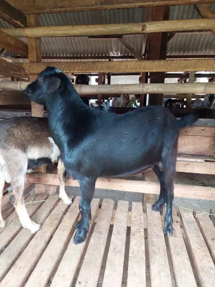 Kambing Hitam Semua / Kambing Putih Semua