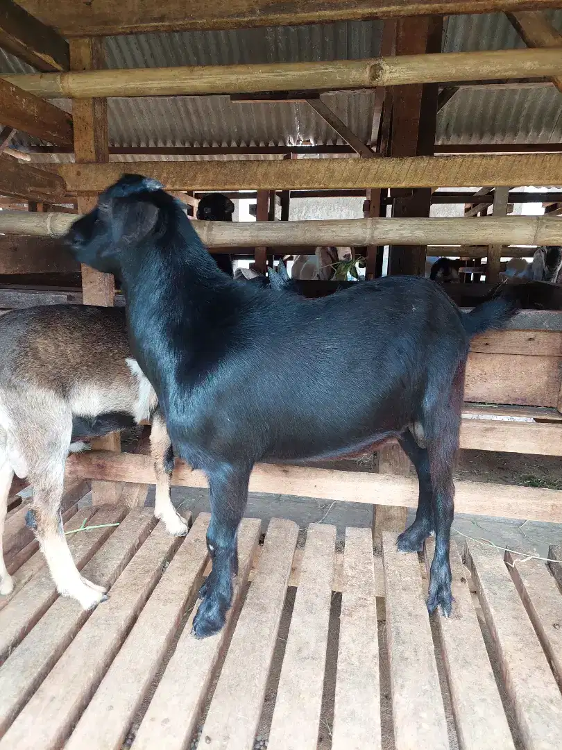 Kambing Hitam Semua / Kambing Putih Semua