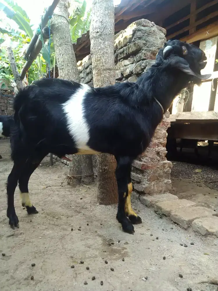 Kambing qurban Jogja