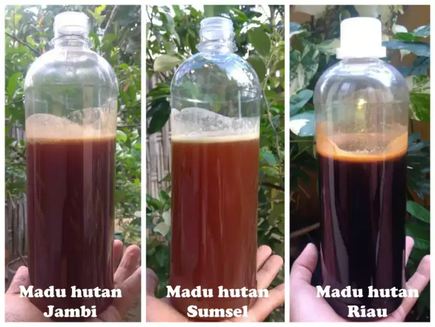 MADU HUTAN SUMATRA ASLI DARI LEBAH LIAR