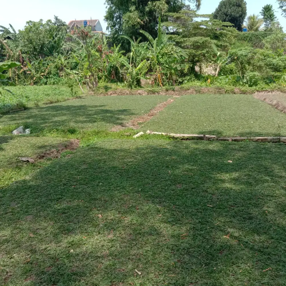 Rumput gajah mini ready stok