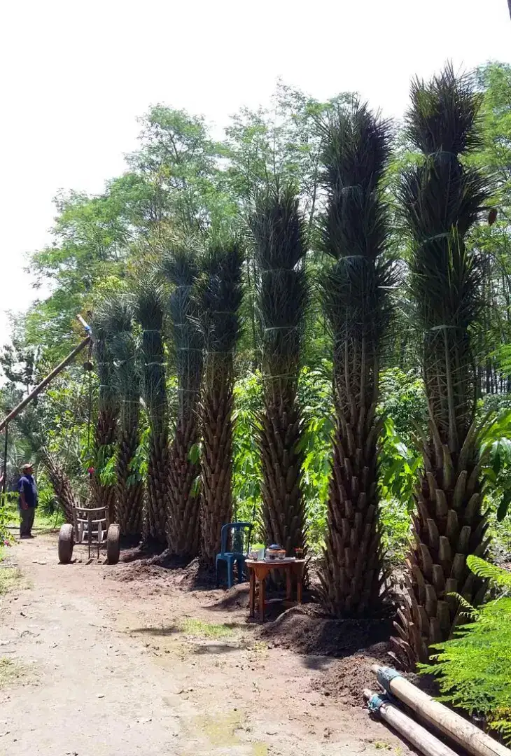 SIAP KIRIM POHON KURMA