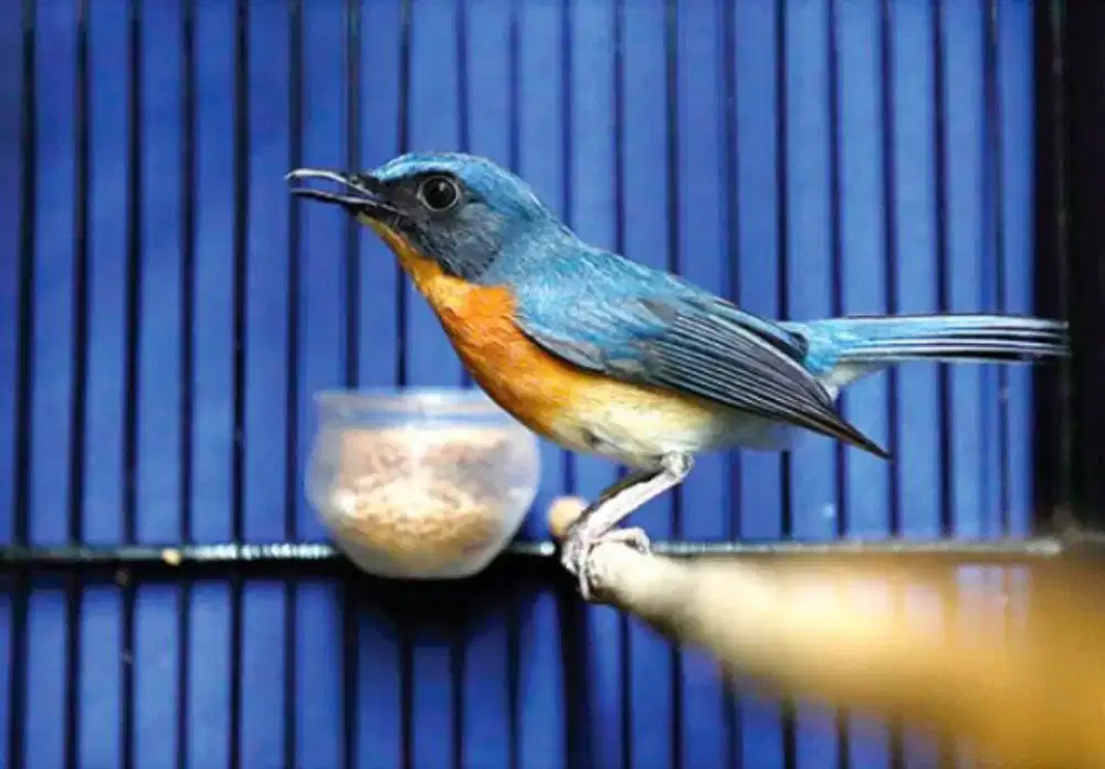Burung tledekan ori Jawa