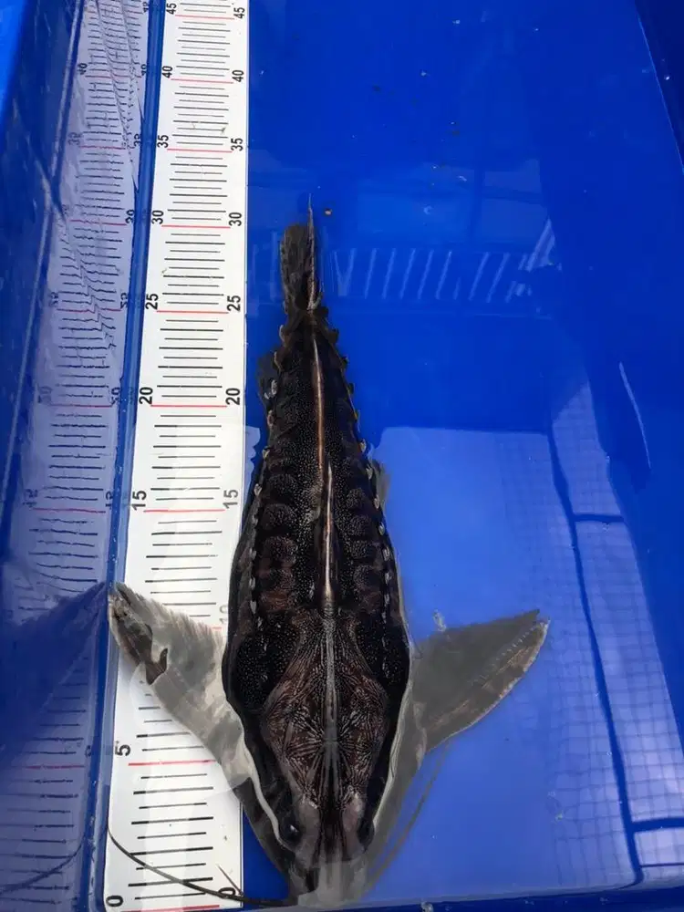 Ikan irwini catfish size 30cm+-